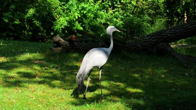 The Blue Crane, Grus paradisea, is an endangered bird specie endemic to Southern Africa. It is the national bird of South Africa