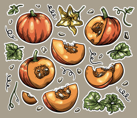 Botanical Sticker Set for Scrapbooking of pumpkin, leaves, flowers and seeds in hand drawn style, detailed autumn harvest halloween illustration. Stock illustration