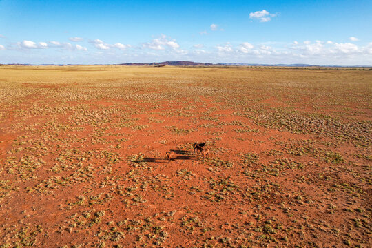 Aerial view of wild horses roaming in a vast and rugged desert landscape under a blue sky, Sherlock, Australia.