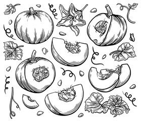 Set of hand drawn sketch style pumpkin, leaves, flowers and seeds isolated on white background, detailed autumn harvest halloween illustration. Illustration.