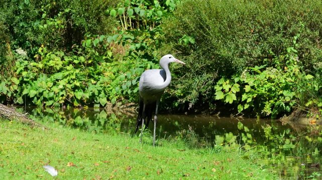 The Blue Crane, Grus paradisea, is an endangered bird specie endemic to Southern Africa. It is the national bird of South Africa