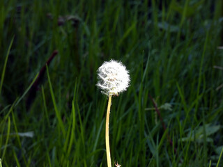 Dandelion on the forecourt of the IGA Park Rostock-Schmarl (Mecklenburg-Vorpommern, Germany) © Treegarden Photos