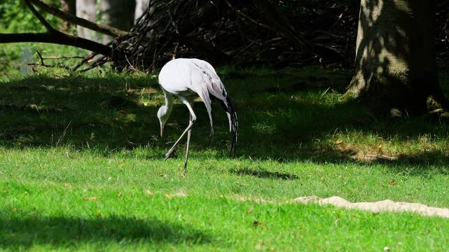 The Blue Crane, Grus paradisea, is an endangered bird specie endemic to Southern Africa. It is the national bird of South Africa
