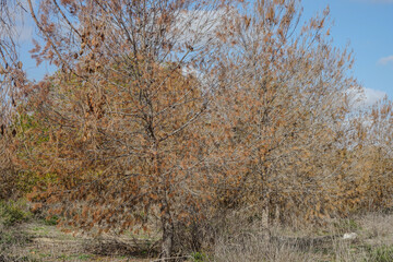 Fototapeta premium dry pines, produced by a long period of drought, a consequence of climate change, in some areas of Murcia