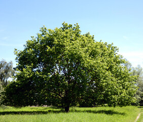 Beautiful oak tree in the forecourt of the IGA Park Rostock-Schmarl (Mecklenburg-Vorpommern, Germany) © Treegarden Photos