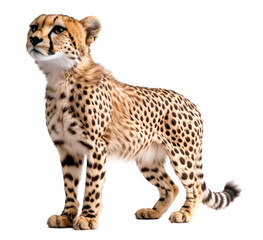 Obraz premium Portrait of a standing cheetah with distinctive spots and alert posture,Cutout, Isolated on White Background