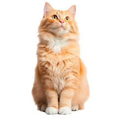 Fototapeta premium Orange fluffy cat sitting and looking up isolated on white background, cutout, isolated on white background