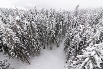 Obraz premium Snowy forest