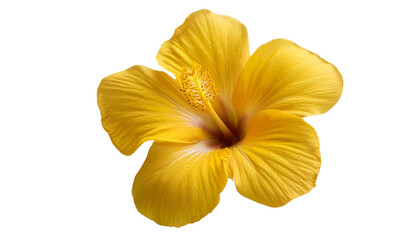 Obraz premium Vibrant Yellow Hibiscus Flower Tropical Bloom Closeup Photography png transparent background