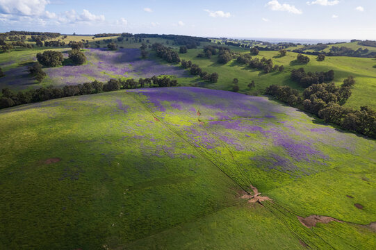 Aerial view of blooming patterson's curse flowers in a vibrant green meadow with hills and trees, Harvey, Australia.