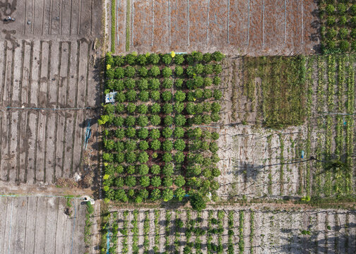 Aerial view of symmetrical fields with papaya trees, Thoddoo, Maldives.