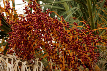 Date palm fully loaded with fruit