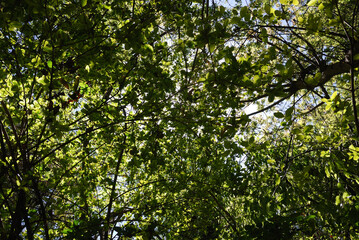 Obraz premium Jardín de la Tumba en la ciudad antigua de Jerusalén, Israel