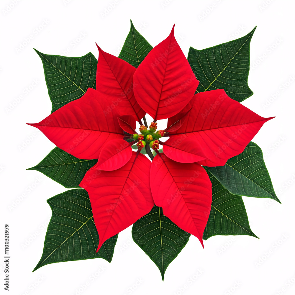 Wall mural A vibrant red poinsettia with dark green leaves, a symbol of Christmas