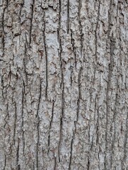 Fototapeta premium tree bark texture close up