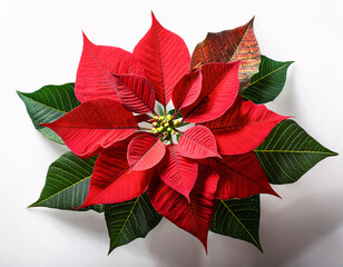 A vibrant red poinsettia with dark green leaves, a classic symbol of the Christmas season