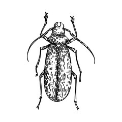 scarab beetle hand drawn. carapace antennae, elytra entomology, biodiversity species scarab beetle vector sketch. isolated black illustration
