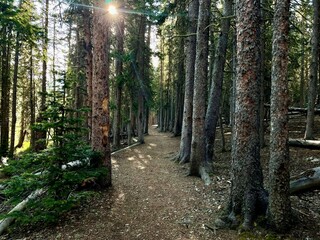 Fototapeta premium Sunlight Filtering Through a Deep Forest