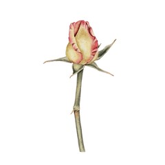 Yellow and pink rose, closed bud watercolor illustration. For decorating holidays, Mother's Day cards, Valentine's Day, weddings, birthdays, funerals in a realistic botanical style.