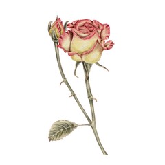 Yellow and pink rose, open bud watercolor illustration. For decorating holidays, Mother's Day cards, Valentine's Day, weddings, birthdays, funerals in a realistic botanical style.