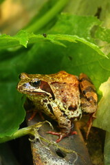 Obraz premium frog on a leaf