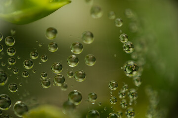 Water drops on a green background. Water droplets