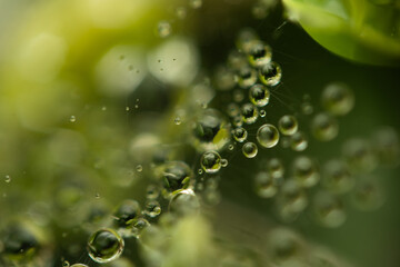 Water drops on a green background. Water droplets