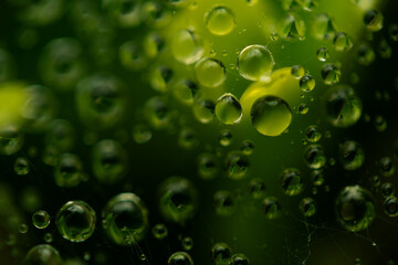 Water drops on a green background. Water droplets