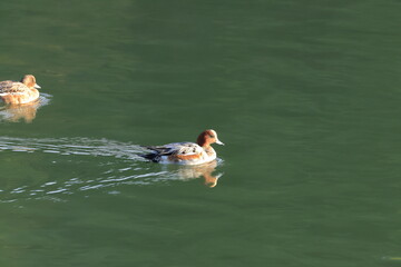 Eurasian Wigeon swimming in the pond while basking in the morning sun