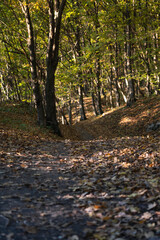 a path in the middle of the forest. a tourist route along which people go hiking
