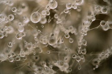 Water drops on a dandelion. Water droplets in macro