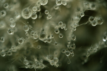 Water drops on a dandelion. Water droplets in macro