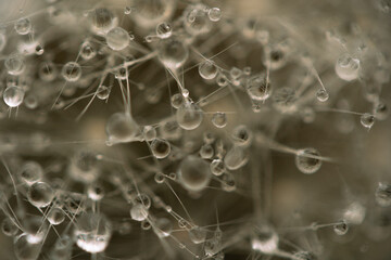 Water drops on a dandelion. Water droplets in macro