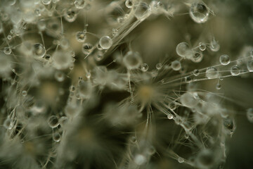 Water drops on a dandelion. Water droplets in macro