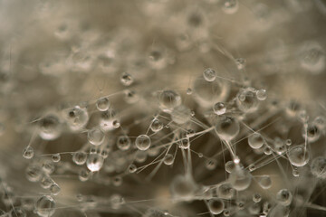 Water drops on a dandelion. Water droplets in macro