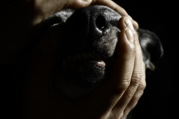 Naklejka premium animal, dog. hand animal, black, zoo, mammal, face, wild, hand, wildlife, old, sad, nature, looking, dark, people, head, hands, woman, baby, sitting, person 