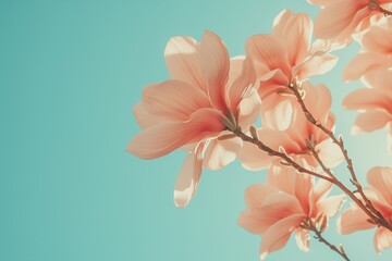 Fototapeta premium A beautiful pink flower with a blue sky background