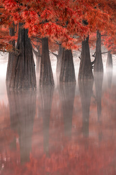 View of misty Lake Sukko with tranquil Taxodium distichum and fall colors, Sukko, Krasnodar krai, Russia.