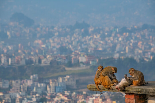 View of rhesus macaques interacting in a scenic cityscape with buildings, Swayambhunath, Kathmandu, Nepal.
