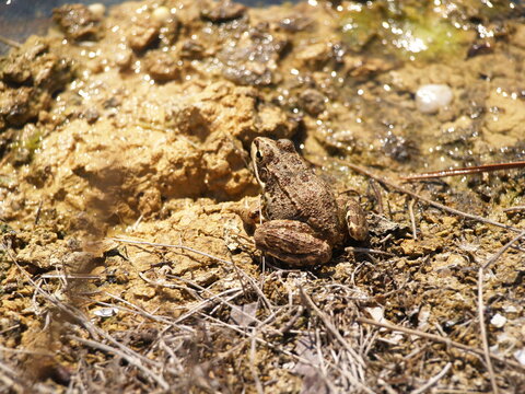 frog animal toad nature wildlife green reptile