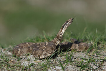 Fototapeta premium A halys viper or centrals asian viper (gloydius halys) is lifting its head and showing its forked tongue