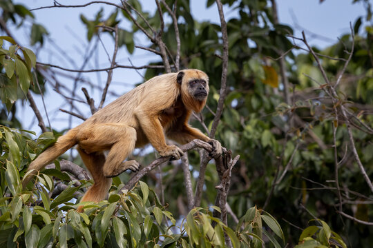View of a monkey climbing a tree amidst lush green leaves in the jungle, Pocone, Brazil.