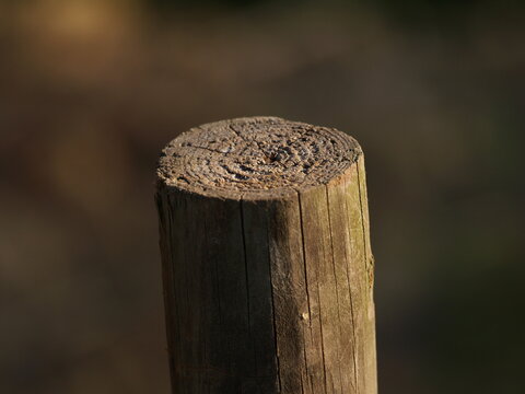 Log Bokeh wood focus