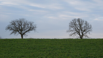 Obraz premium Sehr schlichte einfache Landschaft bestehend aus zwei kahlen Bäumen auf einer Wiese im Spätherbst, November in der Schweiz