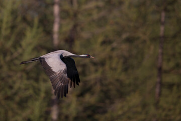 Adult demoiselle crane (anthropoides virgo) in flight