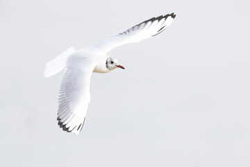 Fototapeta premium Adult black-headed gull (chroicocephalus ridibundus) in winter plumage in flight