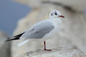 Obraz premium Adult black-headed gull (chroicocephalus ridibundus) in winter plumage perching on a rock