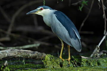 Fototapeta premium Adult black-crowned night heron (nycticorax nycticorax) perching in a branch above the water