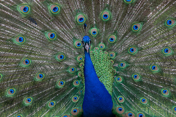 Obraz premium adult male indian peafowl (pavo cristatus) is showing its beautiful feather wheel