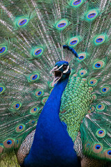 adult male indian peafowl (pavo cristatus) is calling and showing its beautiful feather wheel